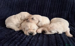 Golden Retriever dogs for sale: Health tested golden retrievers 🐶 - Image 3