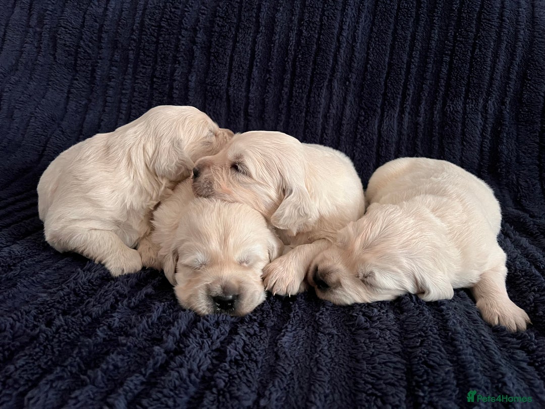 Golden Retriever dogs for sale: Health tested golden retrievers 🐶 - Image 3