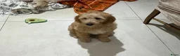 Mixed Breed dogs for sale: MultiGen Double Doodle - Advert 3