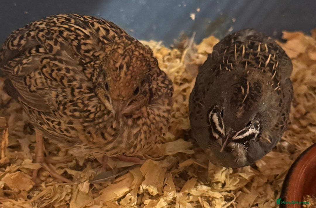 Quail poultry for sale: Beautiful button quail for sale - Advert 5