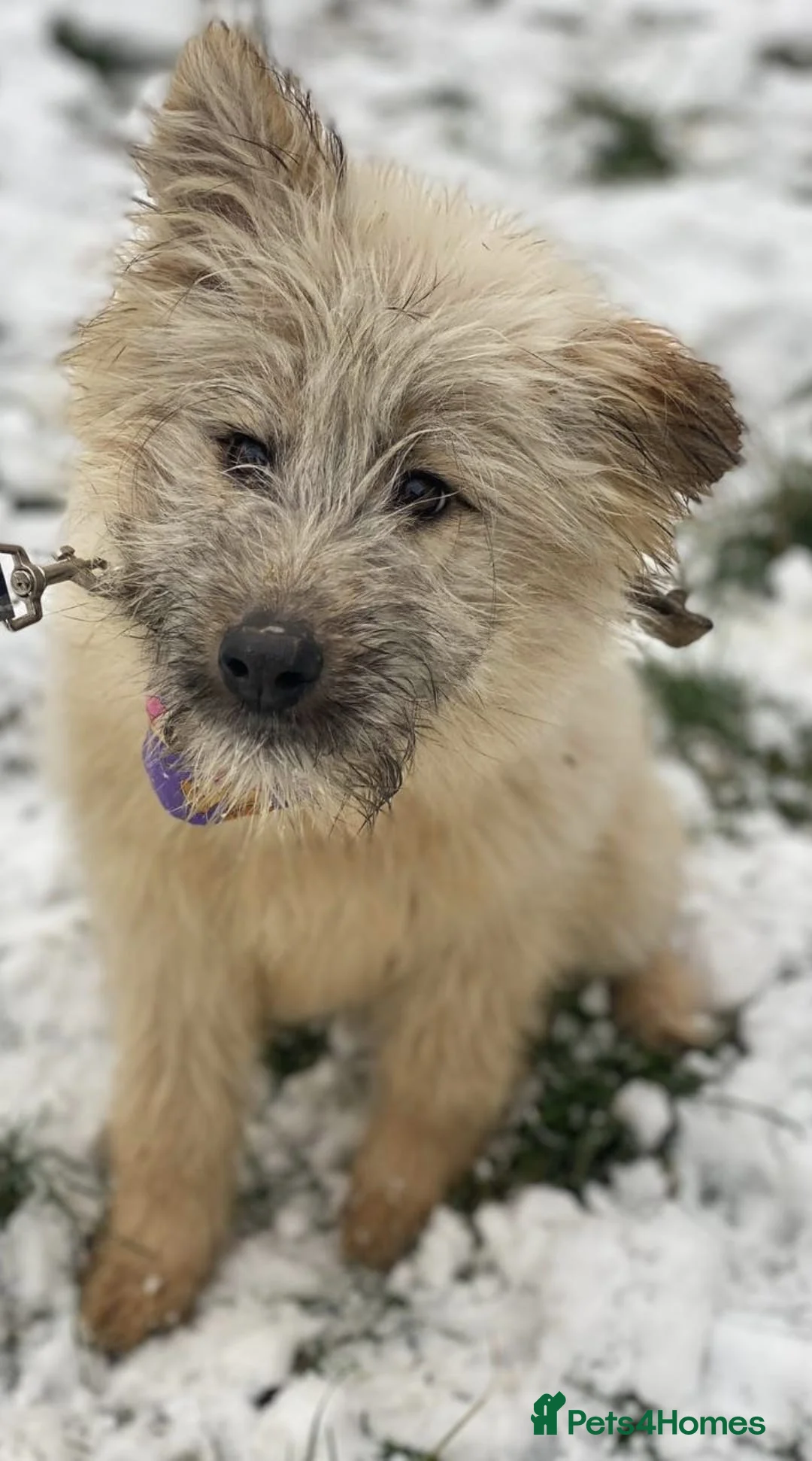 Mixed Breed dogs for adoption: ❤️🐶 KIKI – THE LITTLE SWEETHEART in Burton-on-Trent - Advert 9