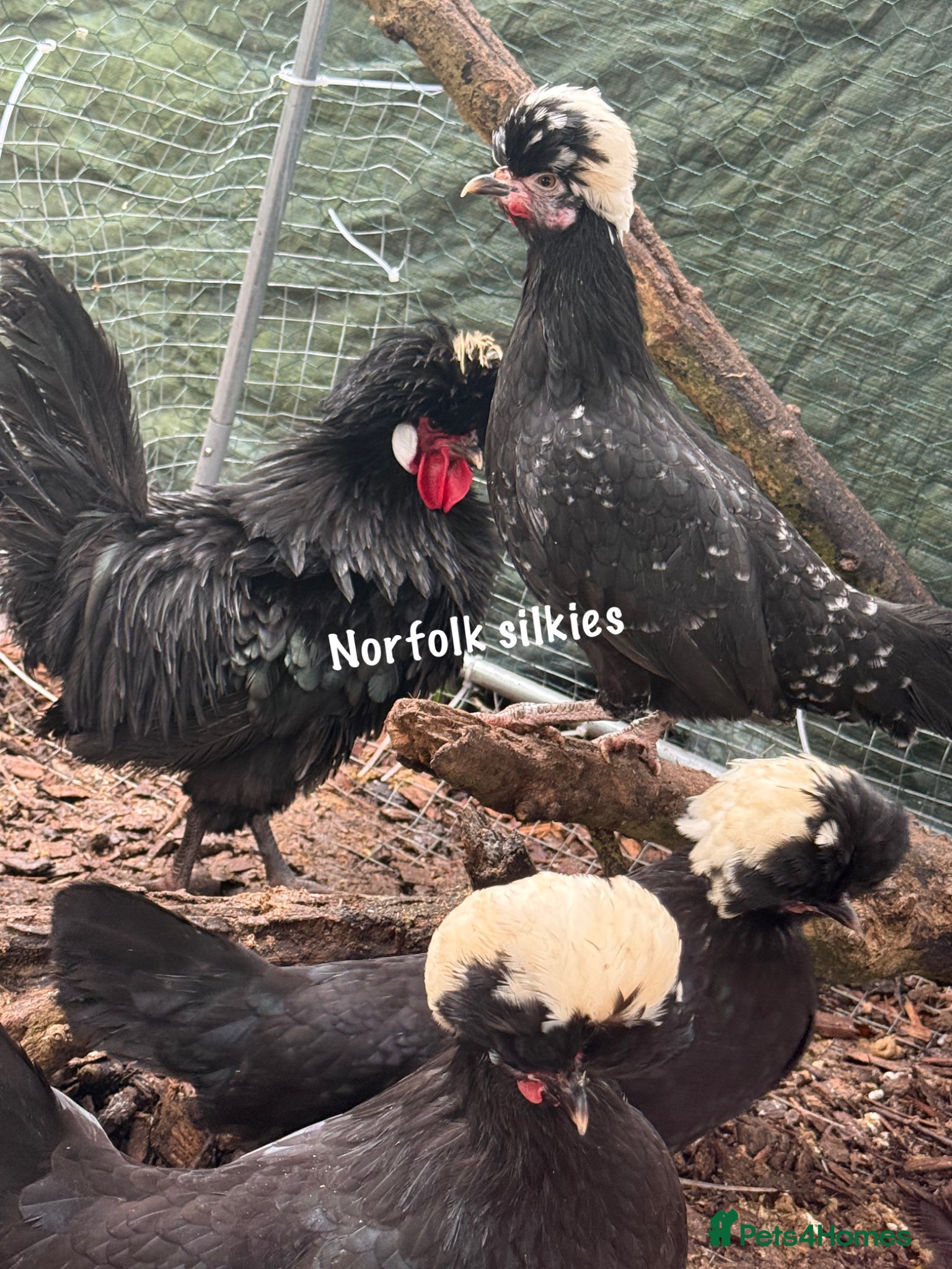 Chickens poultry WC black polish breeding set with frizzle boy  - Advert 14