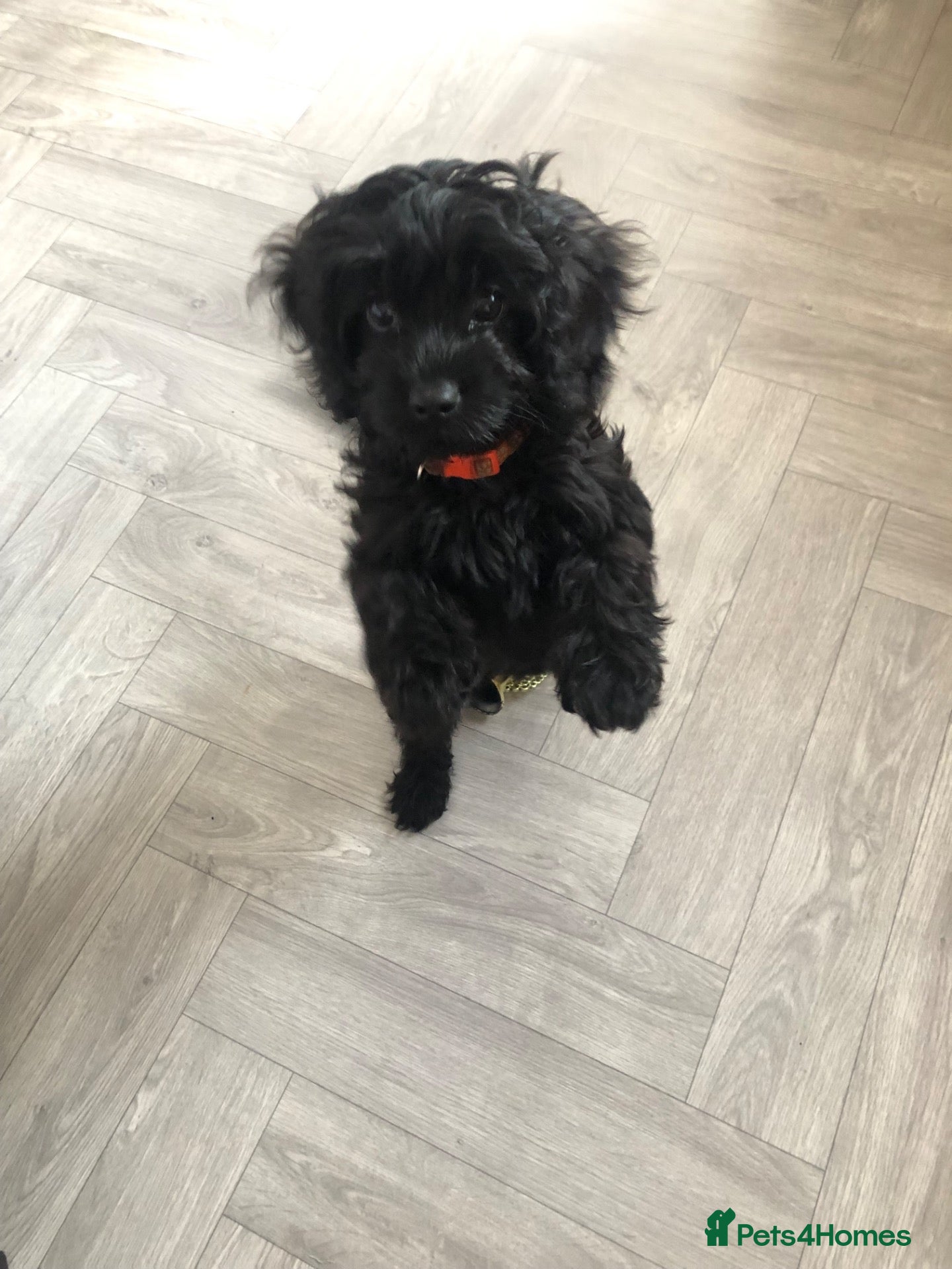 Cavapoo dogs REDUCED!ready to go 1 GIRL LEFT! black cavapoos - Advert 11