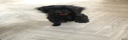 Cavapoo dogs for sale: ❗️REDUCED❗️ready to go 1 GIRL LEFT! black cavapoos - Advert 15