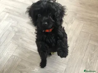 Cavapoo dogs REDUCED!ready to go 1 GIRL LEFT! black cavapoos - Advert 11