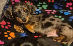 Miniature Dachshund dogs for sale: ⚜️KC PRA clear Miniature Dachshund Puppies  - Image 15