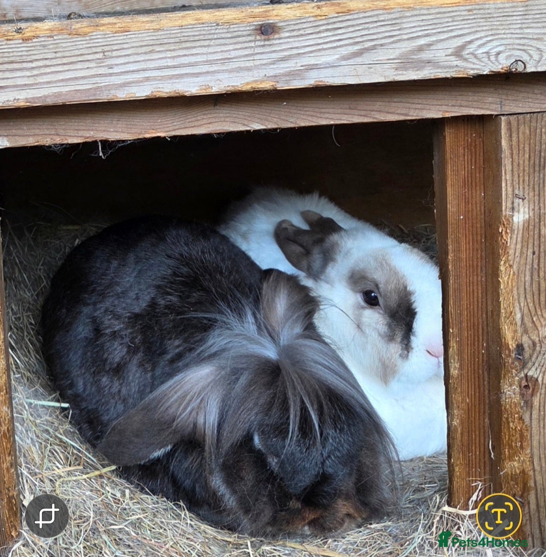 Mini Lop rabbits 2 neutered rabbits - Advert 13