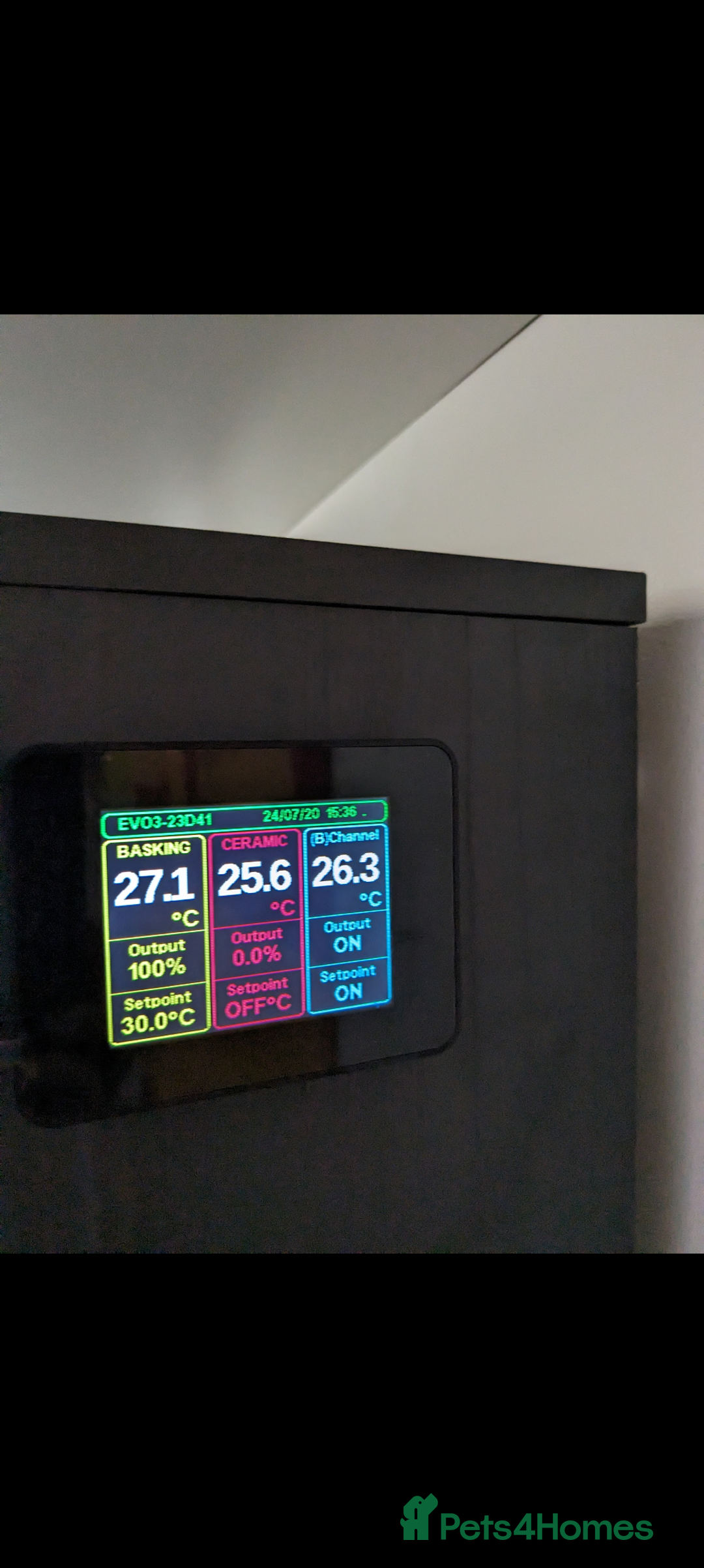 Dragon reptiles for sale: Indonesian Frilled Dragon with vivarium and EVO3 - Advert 6