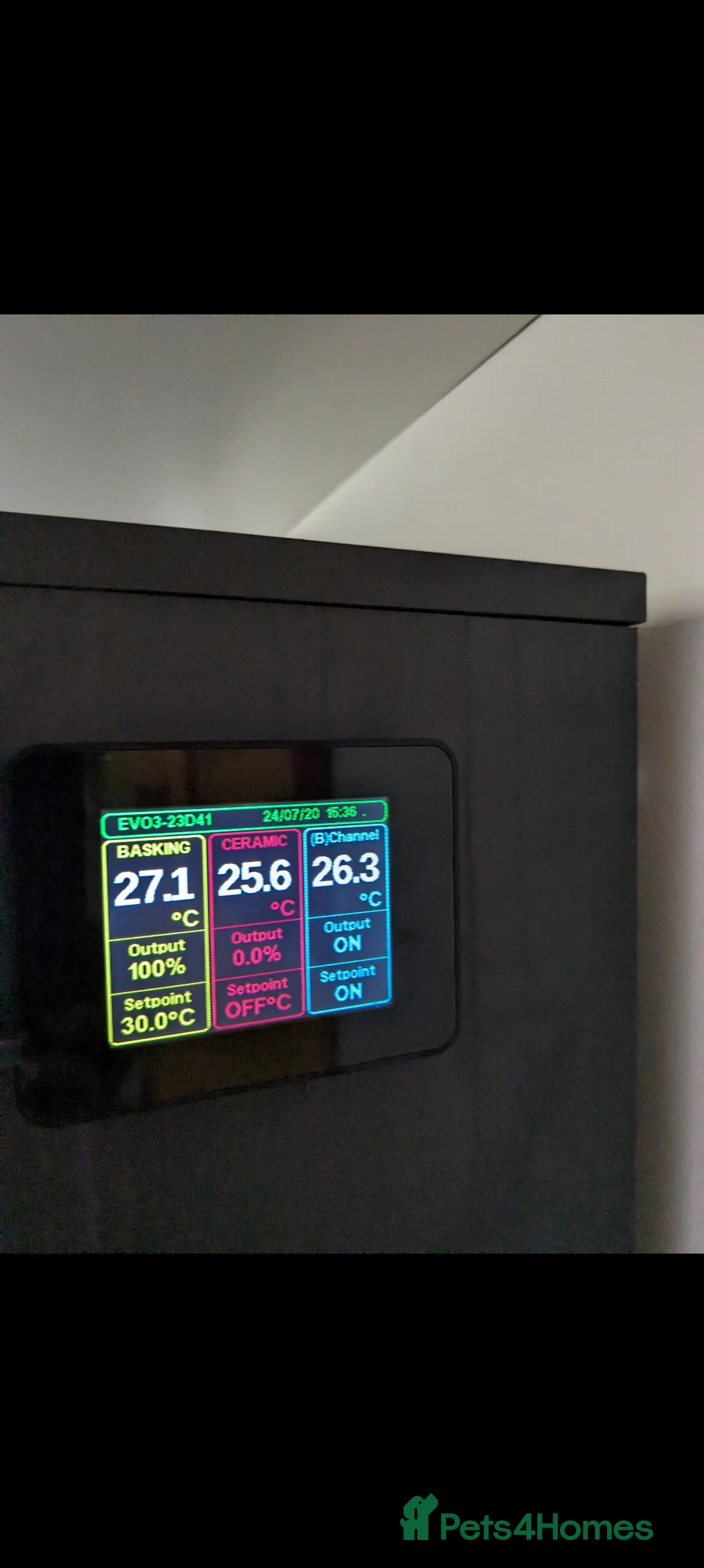 Dragon reptiles for sale: Indonesian Frilled Dragon with vivarium and EVO3 - Advert 6