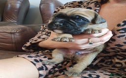 Boxer dogs for sale: 🌟KC REG BOBTAIL BOXER PUPS🌟 - Image 8