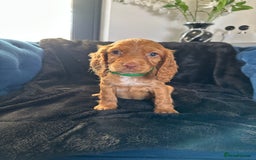 Cocker Spaniel dogs for sale: BEAUTIFUL LITTER OF TRICOLOURED COCKER SPANIELS  - Image 17