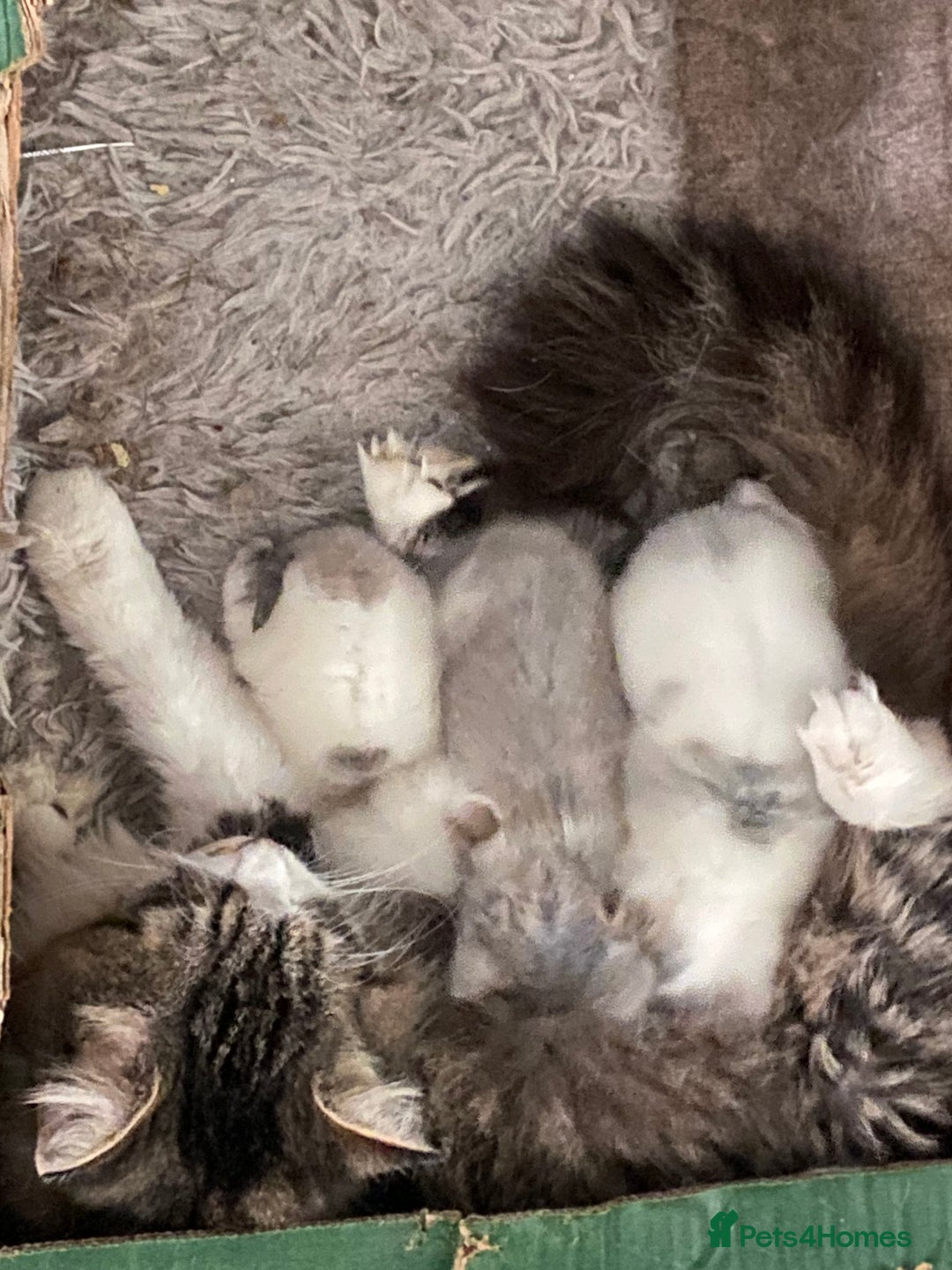 British Longhair cats for sale: Lovely Kittens - Advert 3