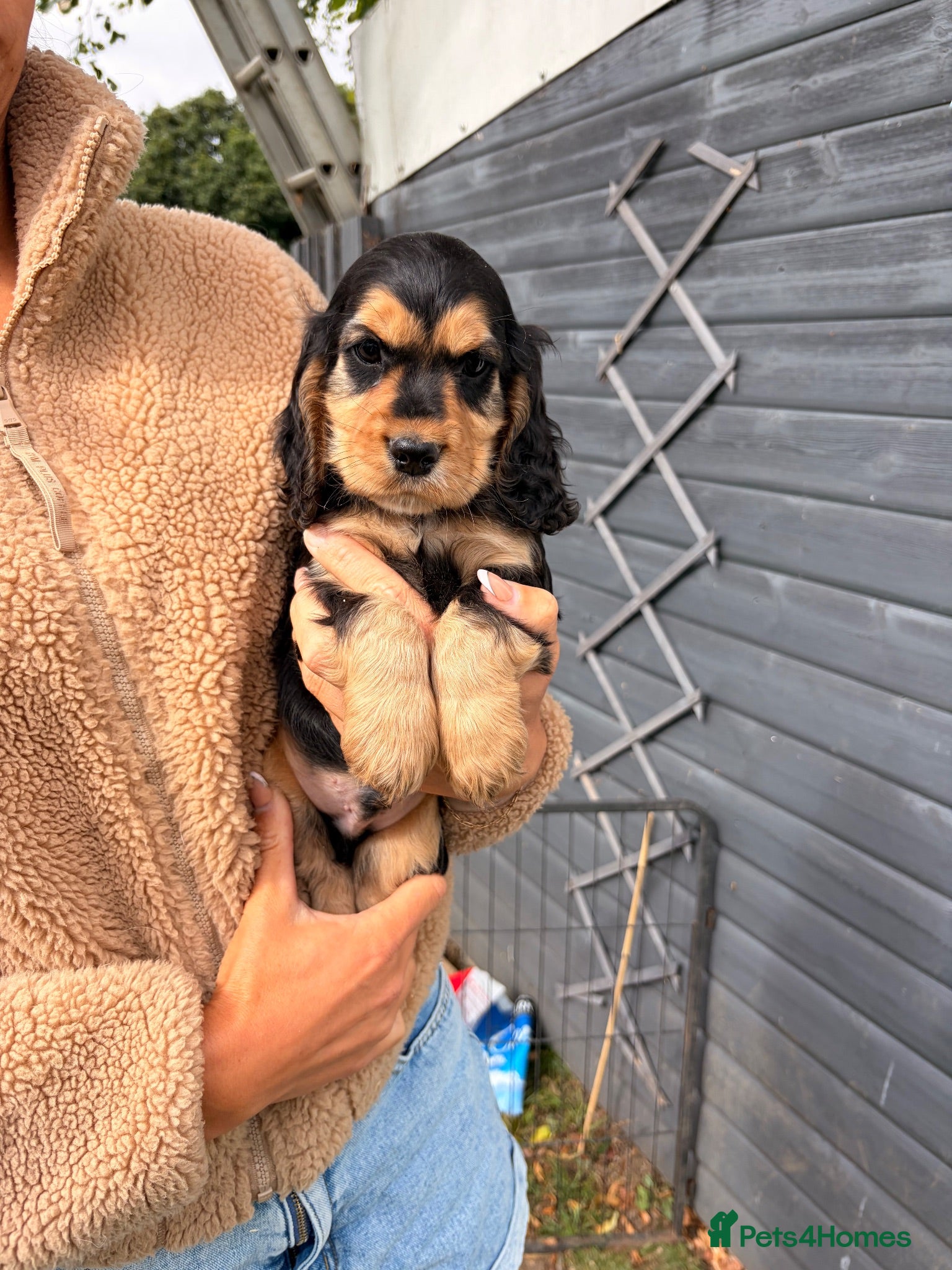 Cocker Spaniel dogs KC Reg cockers (Show type) 💙💖 - Advert 5