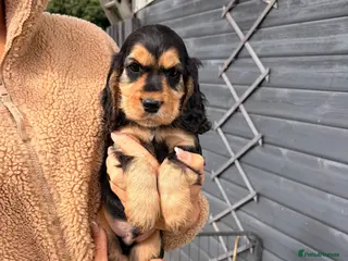 Cocker Spaniel dogs KC Reg cockers (Show type) 💙💖 - Advert 11