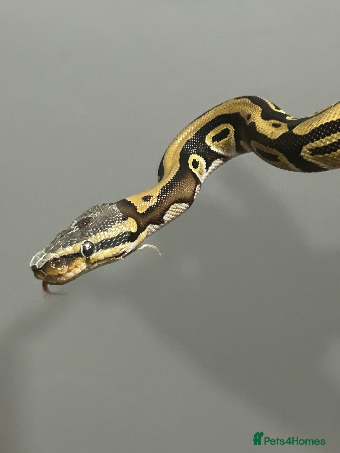 Python Snake reptiles for sale: Male python 5 months old - Advert 5