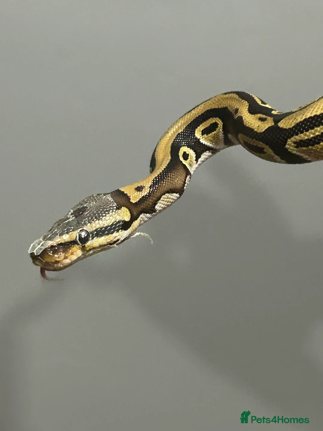 Python Snake reptiles for sale: Male python 5 months old - Advert 5