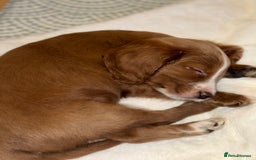 Cavapoo dogs for sale: Cavapoo puppy 9 weeks old - Advert 2