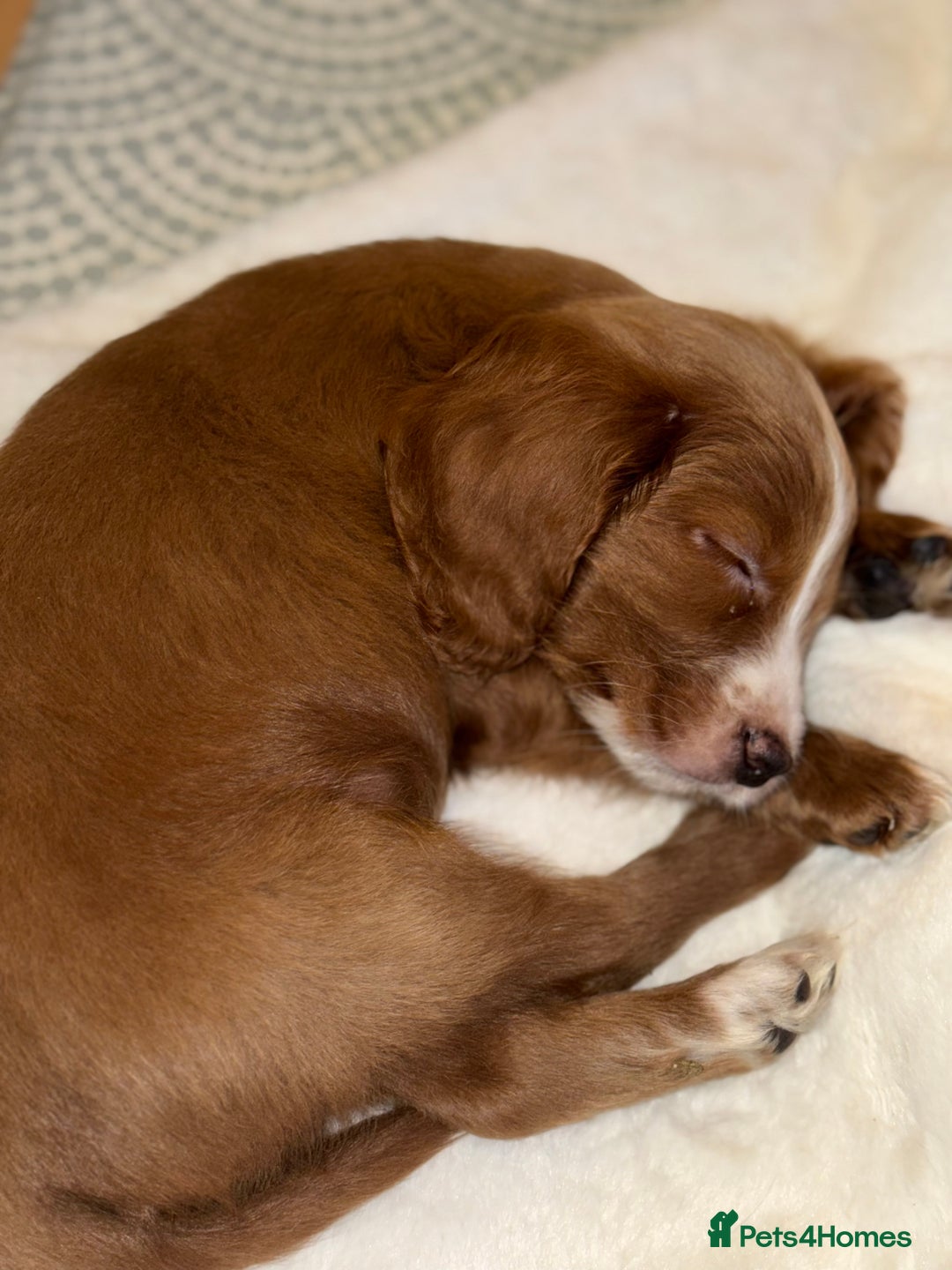 Cavapoo dogs for sale: Cavapoo puppy 9 weeks old - Advert 2