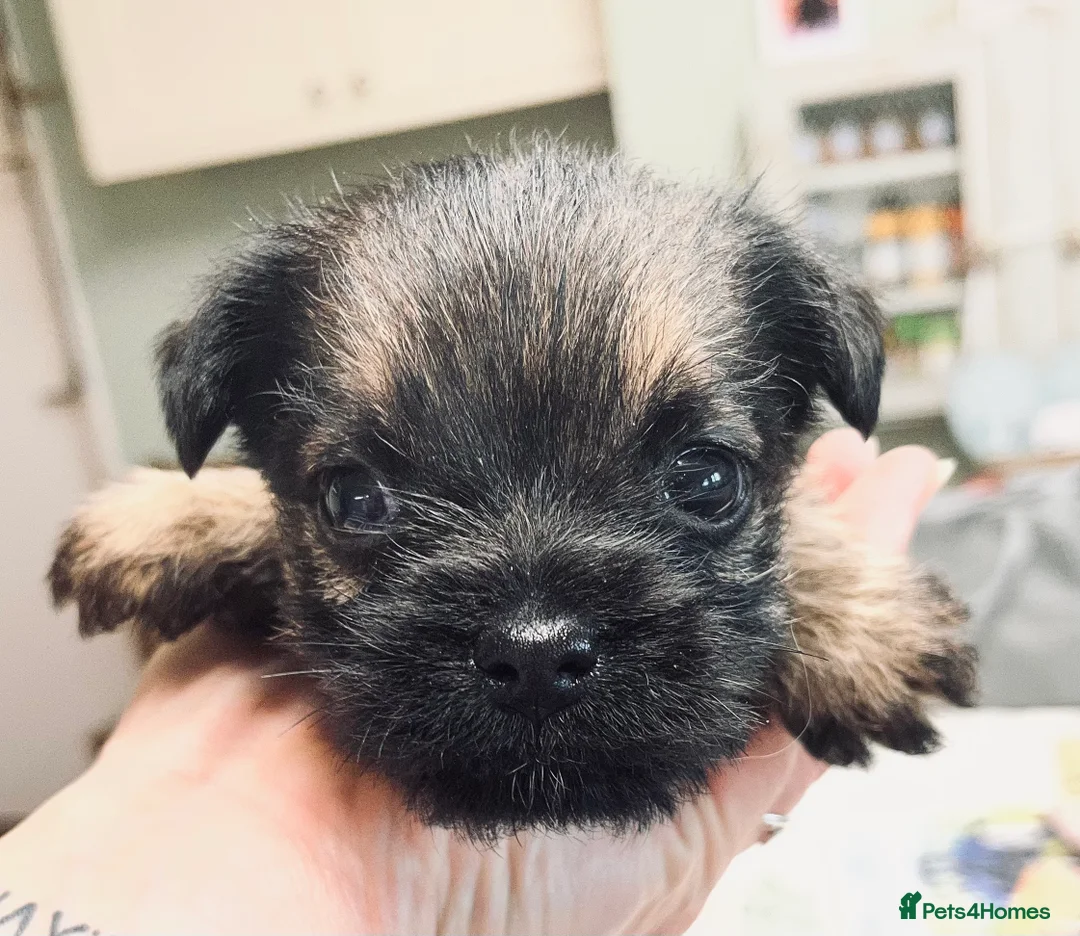 Border Terrier dogs for sale: 7 gorgeous Border Terrier puppies!!  - Advert 10
