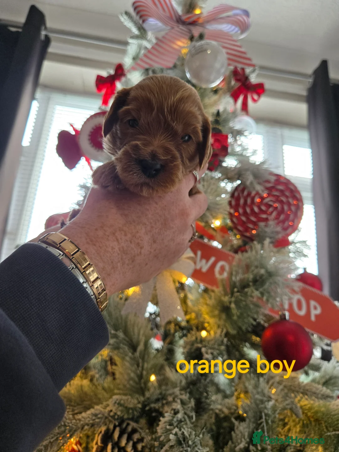 Cockapoo dogs for sale: 1 boy cockapoo - Advert 7