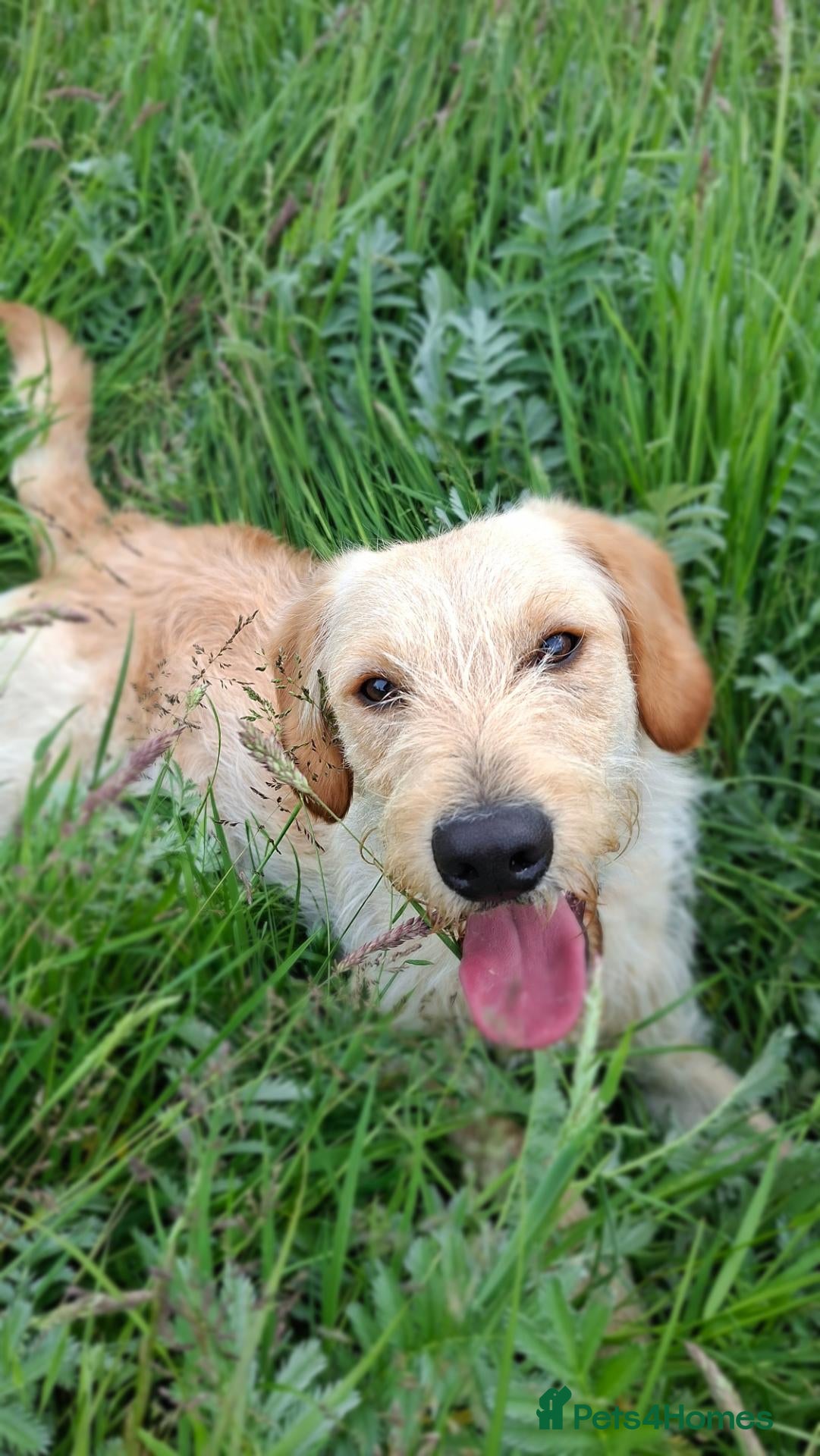 Labradoodle dogs Beautiful Labradoodle for sale  - Advert 1