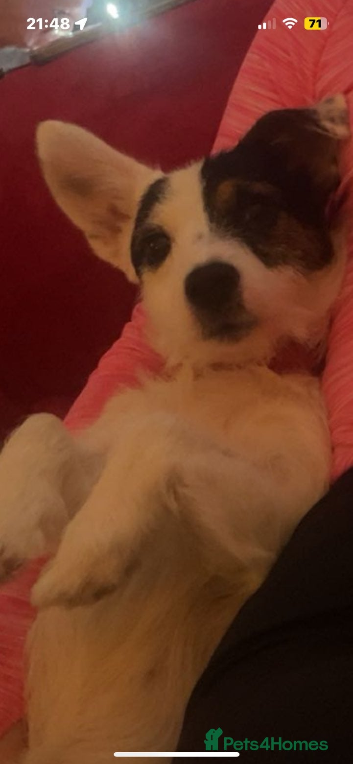 Jack Russell dogs Rosie - Advert 1