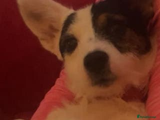 Jack Russell dogs Rosie - Advert 1