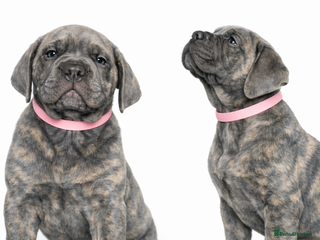 Cane Corso dogs Cane Corso Puppies – Champion European Lines - Advert 1