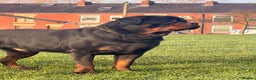 Rottweiler dogs for stud: Top quality health tested kc male German X serbian - Advert 17