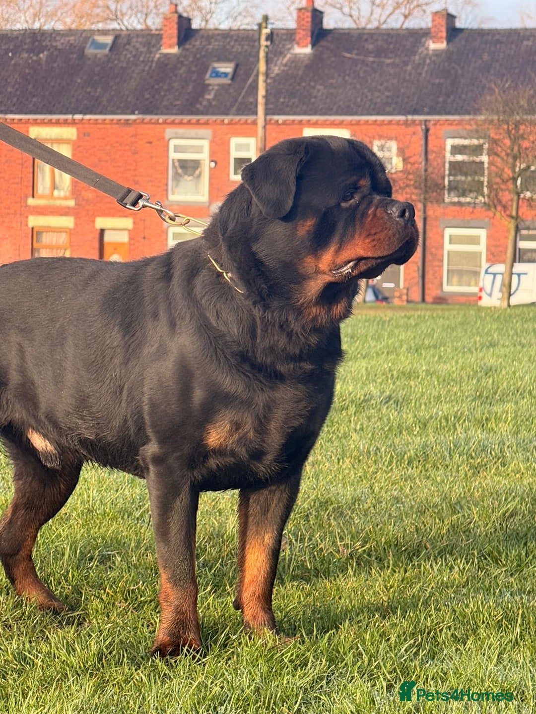 Rottweiler dogs for stud: Top quality health tested kc male German X serbian - Advert 17