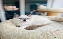 Ragdoll cats for sale: TICA registered mink and traditional ragdolls - Image 8