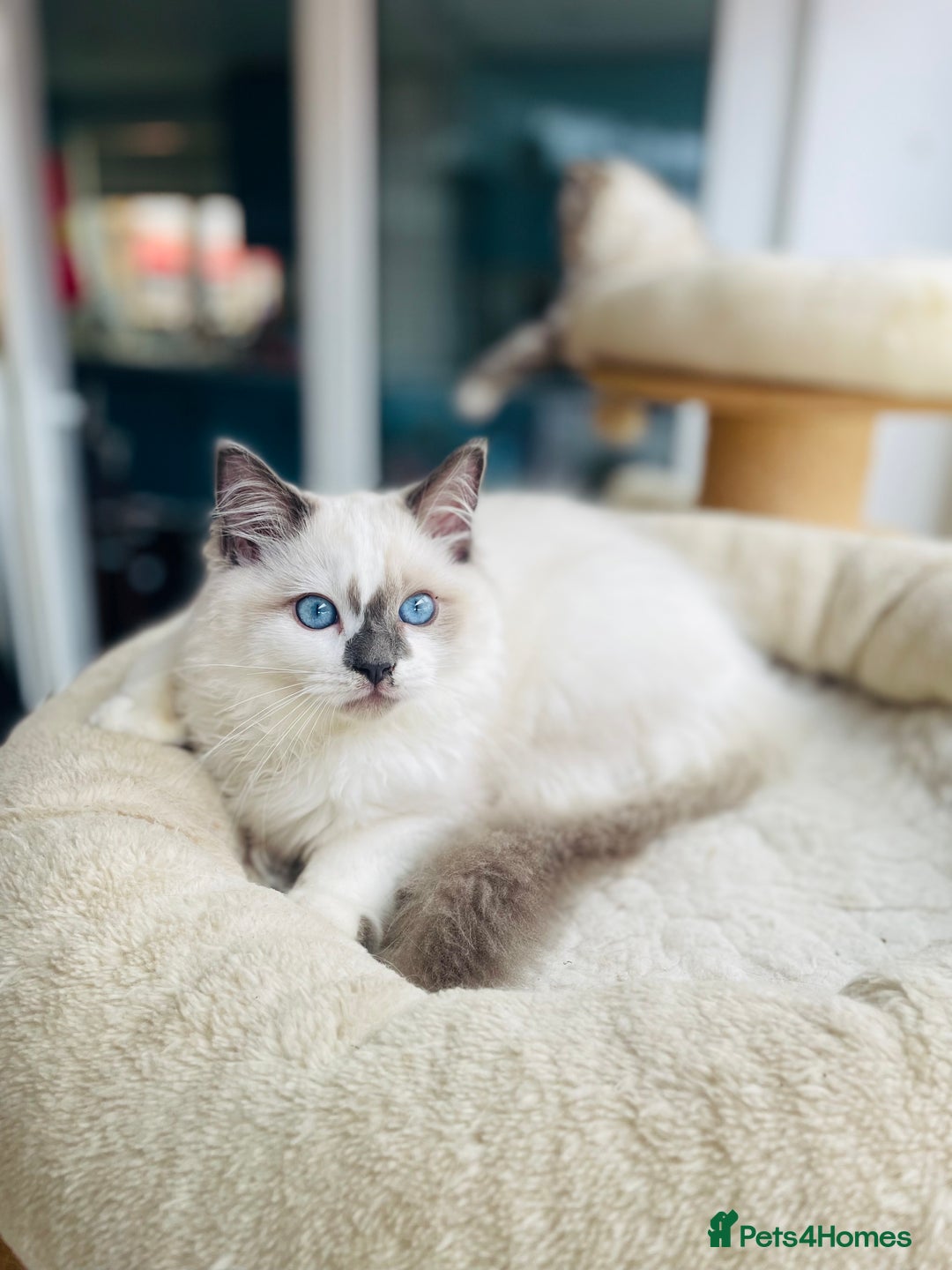 Ragdoll cats for sale: TICA registered mink and traditional ragdolls - Image 8
