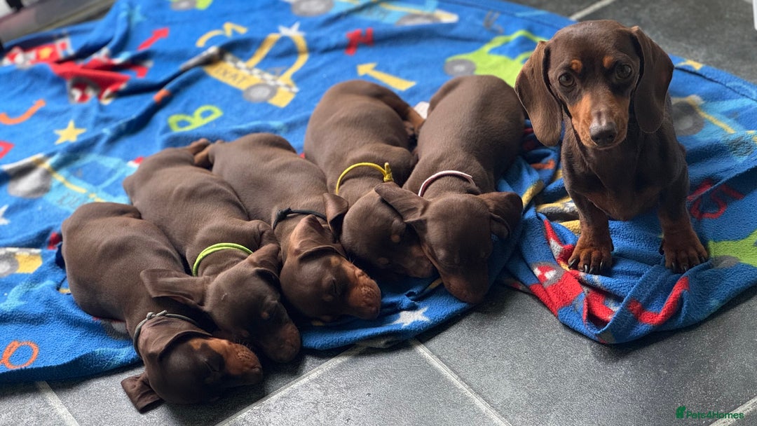 Miniature Dachshund dogs for sale: Miniature Chocolate & Tan Dachshund Quick sale  - Image 16