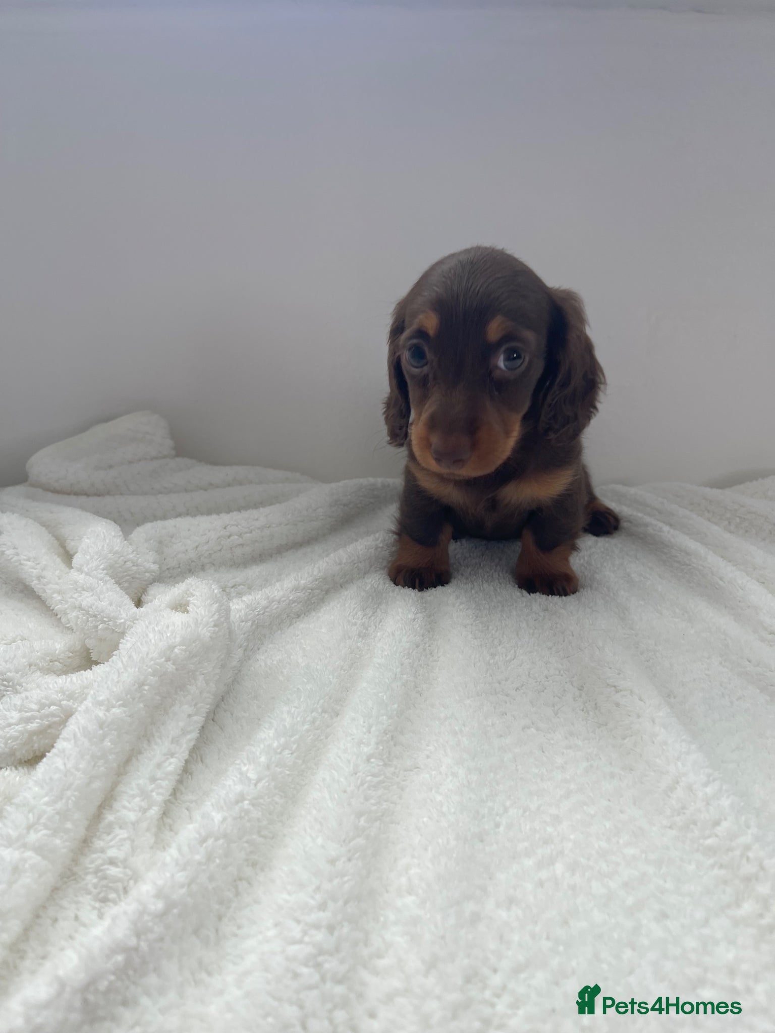 Miniature Dachshund dogs Beautiful miniature L/C dachshunds available - Advert 14