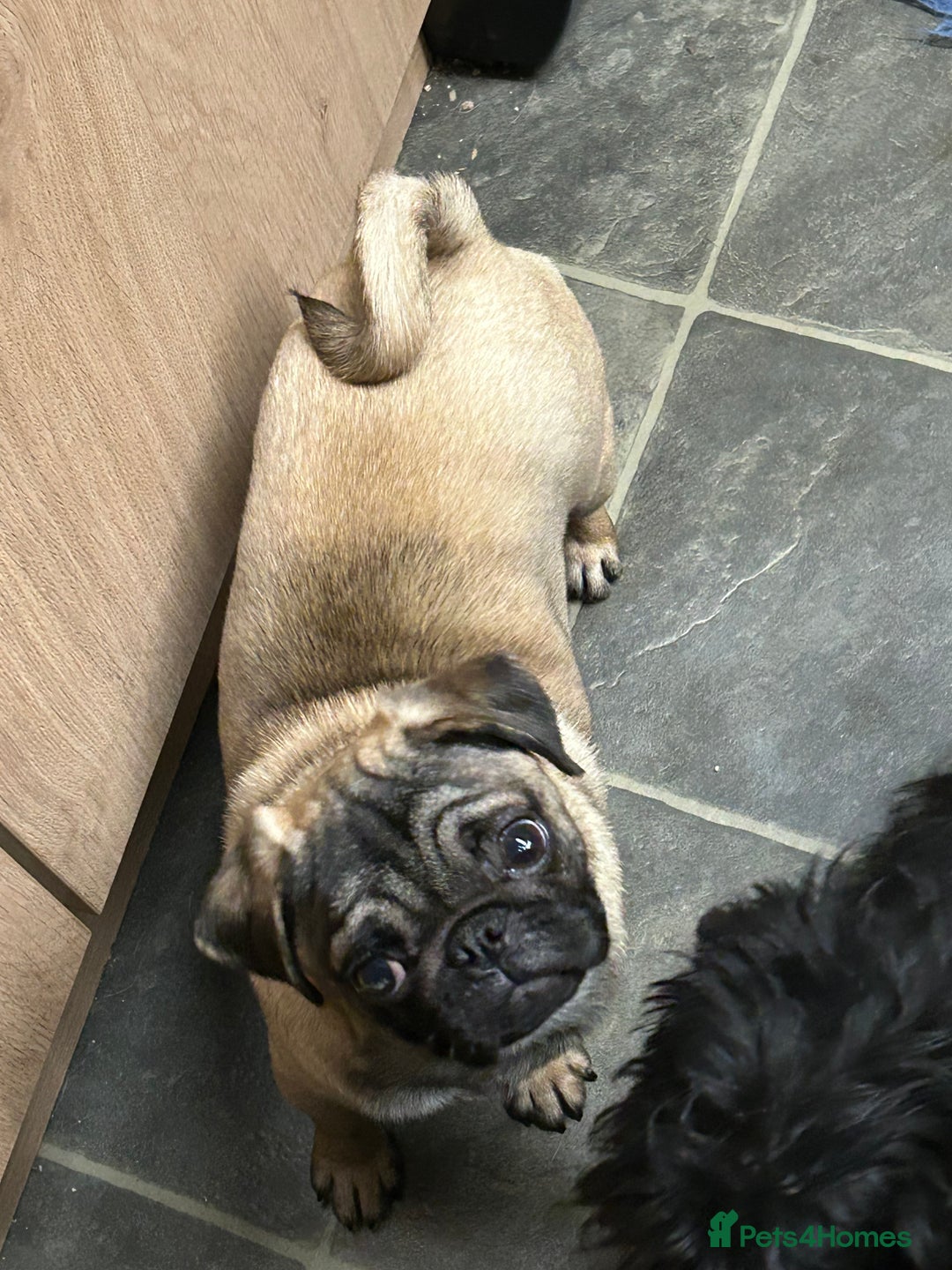 Pug dogs for sale: 2 beautiful female Pug puppies - Advert 10