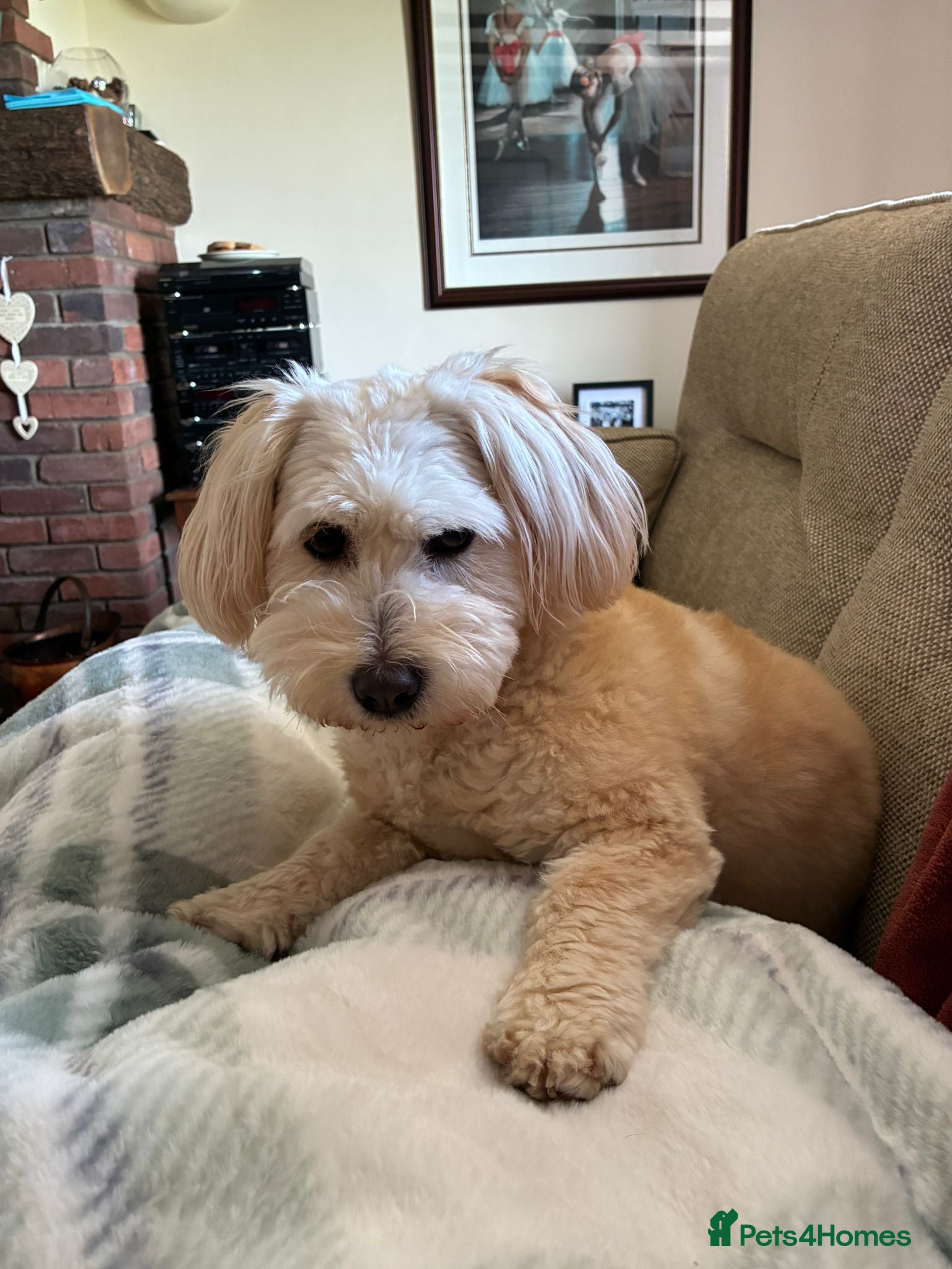 Mixed Breed dogs Rehoming Our Loving Girl  - Advert 2