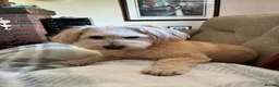 Mixed Breed dogs for sale: Rehoming Our Loving Girl  - Advert 2