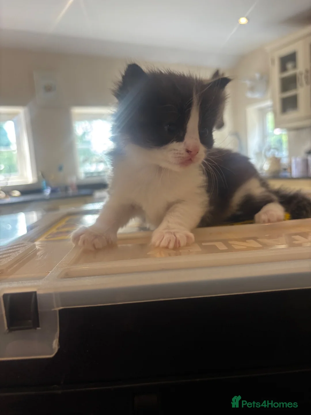 Ragdoll cats for sale: Ragdoll x kittens  - Advert 6
