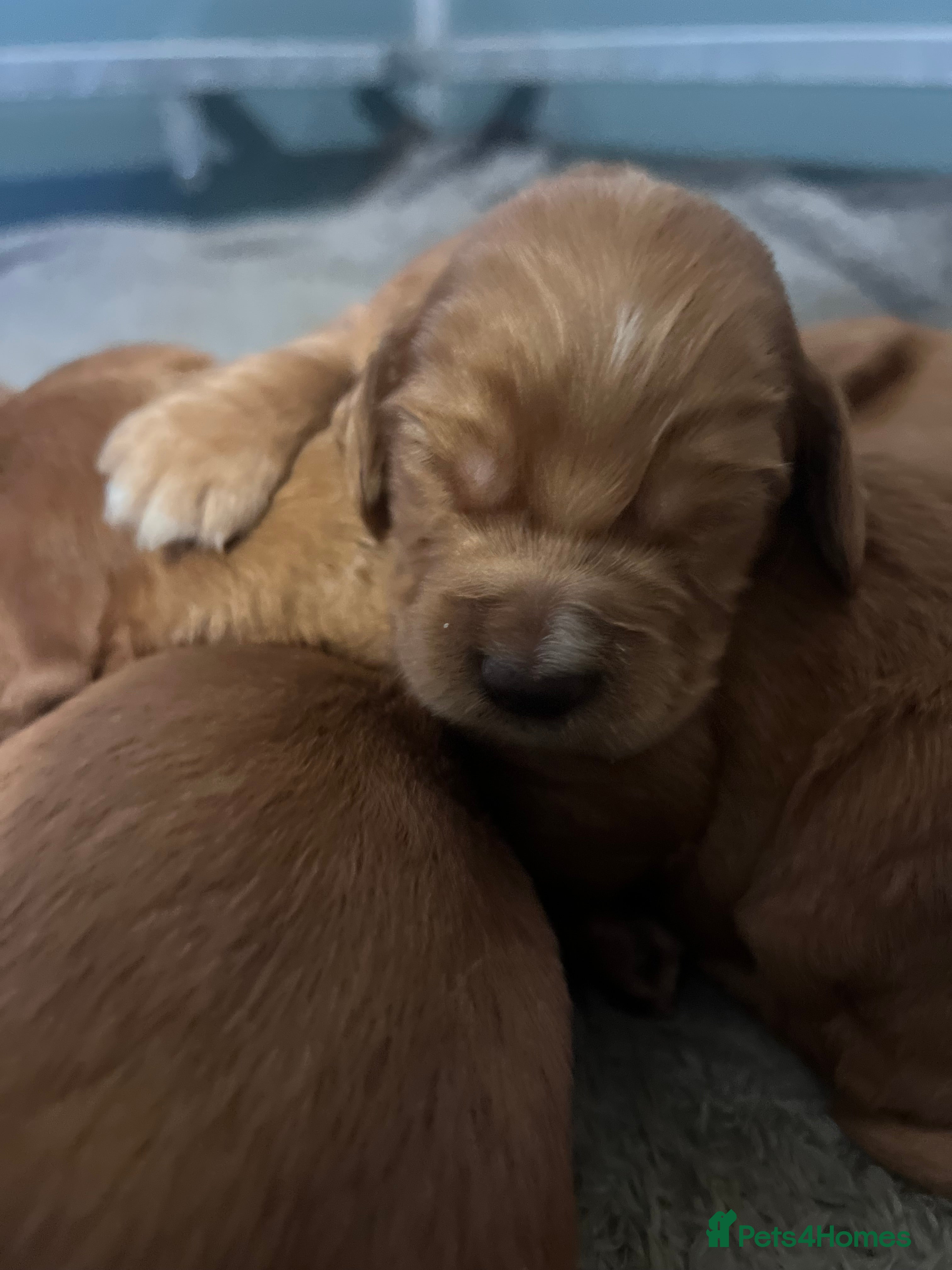 Cocker Spaniel dogs  FOX RED KC COCKER PUP HEALTH TESTED PARENTS - Advert 7