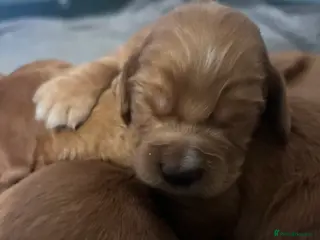 Cocker Spaniel dogs FOX RED KC COCKER PUP HEALTH TESTED PARENTS - Advert 2