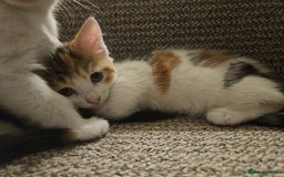 Abyssinian cats for sale: 4 Kitten - Image 9