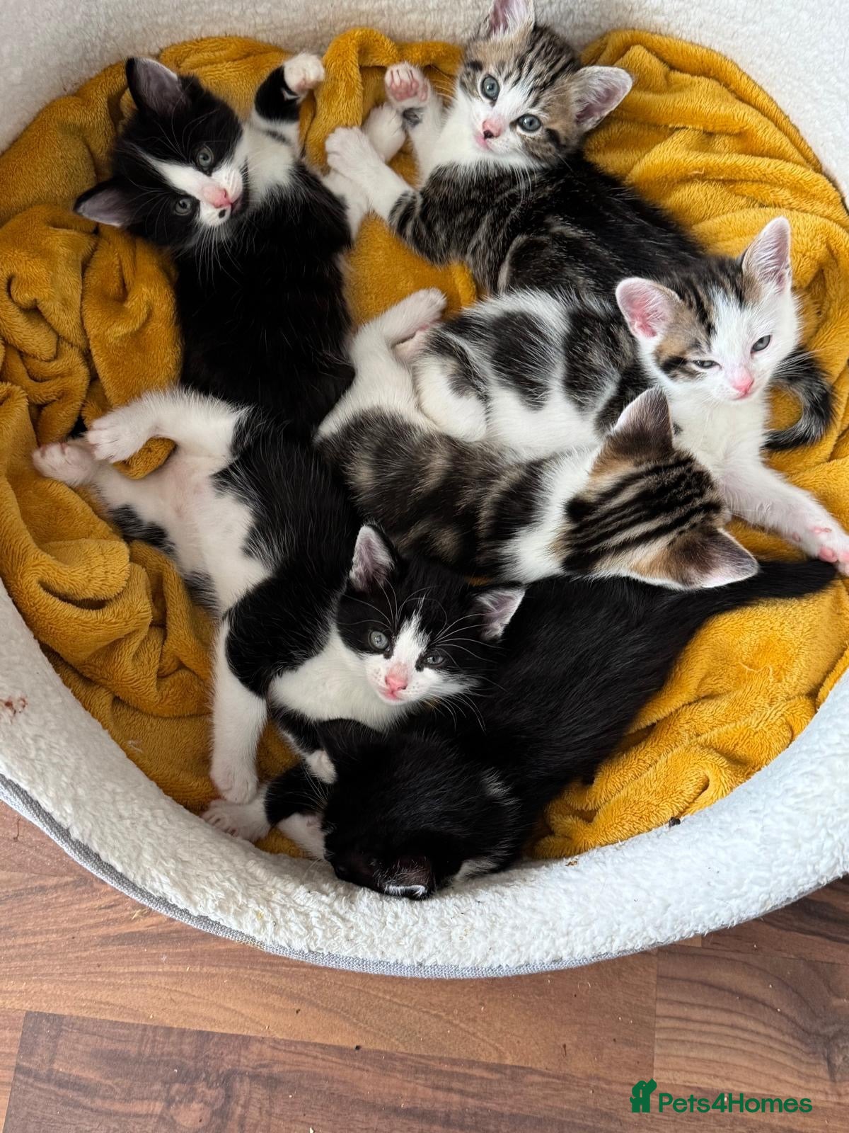 Mixed Breed cats Beautiful fluffy furballs  - Advert 1