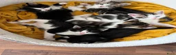 Mixed Breed cats for sale: Beautiful fluffy furballs  - Advert 1