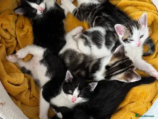 Mixed Breed cats Beautiful fluffy furballs - Advert 1