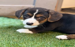 Welsh Corgi Cardigan dogs for sale: Welsh Cardigan Corgis Puppies - Image 13