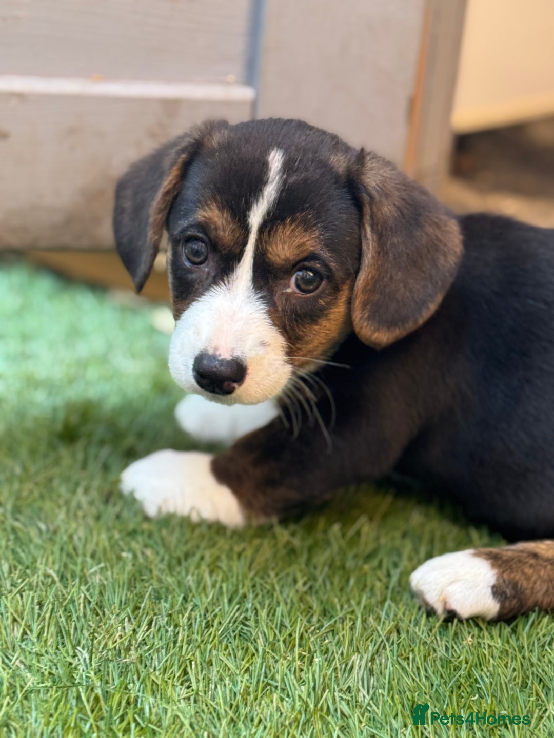 Welsh Corgi Cardigan dogs for sale: Welsh Cardigan Corgis Puppies - Image 13
