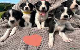 Border Collie dogs for sale: Border Collie Puppies for sale - Image 2
