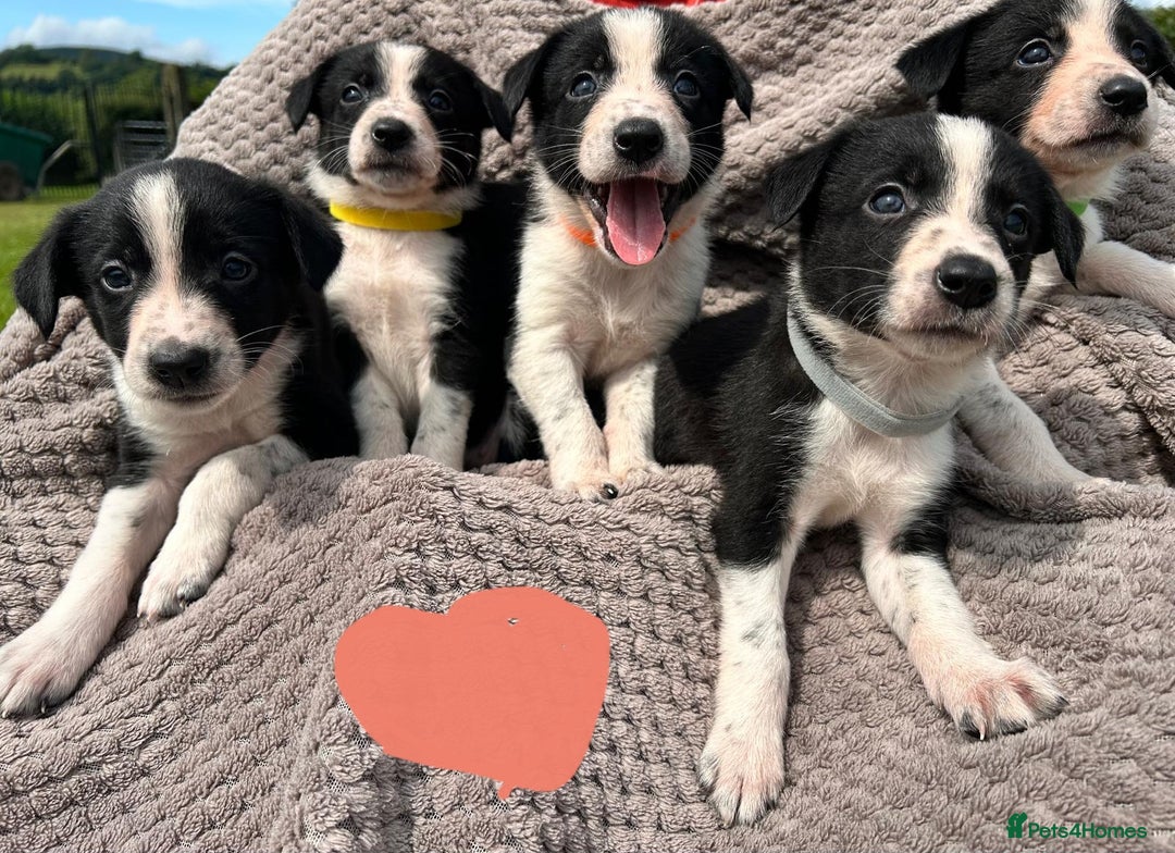 Border Collie dogs for sale: Border Collie Puppies for sale - Image 2