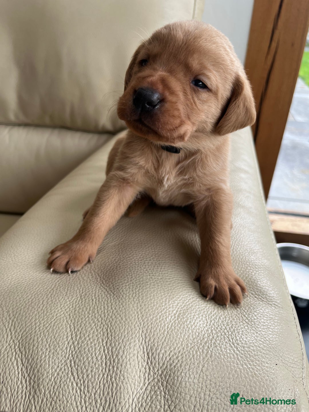 Labrador Retriever dogs for sale: KC Registered Fox Red Labrador puppies - Advert 30