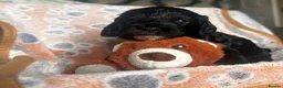 Sproodle dogs for sale: F1B Sproodle puppies  in Accrington - Advert 7